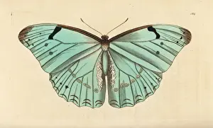 Shaw Prints: White morpho, Morpho laertes