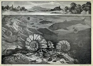 The White Mountain (Bila hora) during the Cretaceous