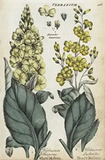 Joshuahamilton Prints: White mullein, Verbascum thapsus, and hoary