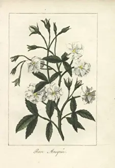 White musk rose, Rosa moschata