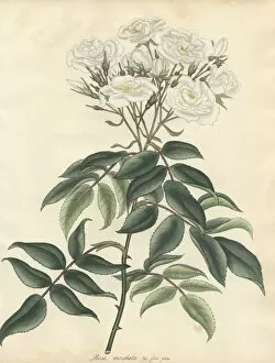 Amonographonthegenusrosa Collection: White musk rose, Rosa moschata var flore pleno
