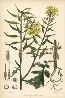 Alba Prints: White mustard, Brassica alba