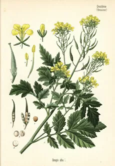 Seed Collection: White mustard, Sinapis alba