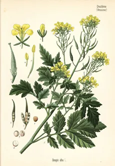 Medicinal Collection: White mustard, Sinapis alba