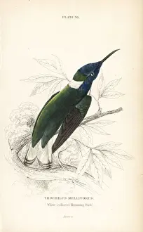Hummingbirds Prints: White-necked jacobin, Florisuga mellivora