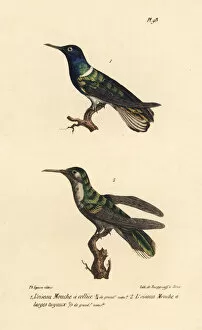 Oeuvres Collection: White-necked jacobin and grey-breasted sabrewing