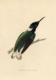 Trochilus Collection: White-necked Jacobin hummingbird, Florisuga mellivora
