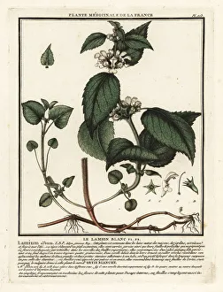 Colour Printing Prints: White nettle, Lamium album
