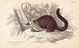 White-nosed coati, Nasua narica