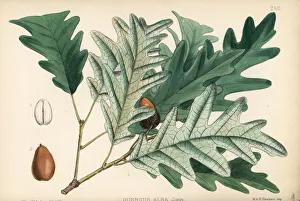 Acorn Gallery: White oak or valley oak, Quercus alba