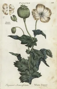 Drug Prints: White opium poppy, Papaver somniferum