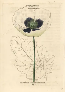 Drug Prints: White opium poppy, Papaver somniferum