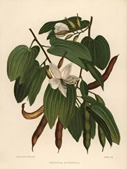 Dwarf Gallery: White orchid-tree, Bauhinia acuminata
