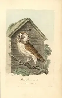 White owl, barn owl, Strix flammea, Tyto alba