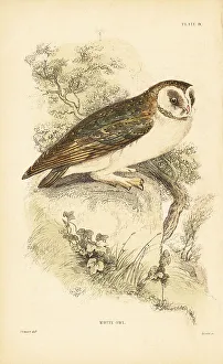 Raptor Prints: White owl or barn owl, Tyto alba, perched on a rock