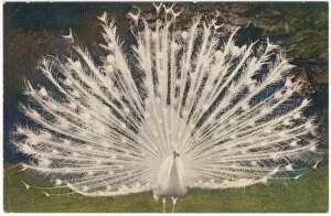 Albus Gallery: White Peacock