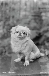 Pekingese Prints: A White Pekingese Dog