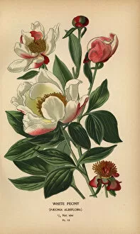White peony, Paeonia lactiflora