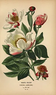 Desire Prints: White peony, Paeonia lactiflora