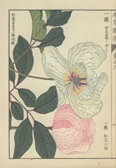 Paeonia Prints: White peony and pale pink peony, Paeonia obovata