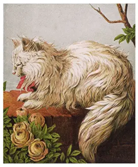 1877 Prints: White Persian Cat, 1877