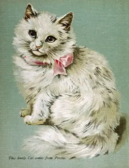 White Persian Cat
