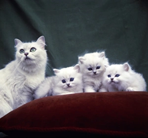 4 Blue Persian Kittens