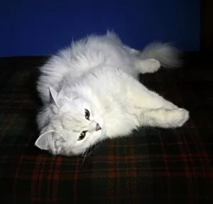 White Persian cat lying down