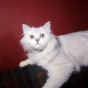 Images Dated 27th January 2017: White Persian cat with red background