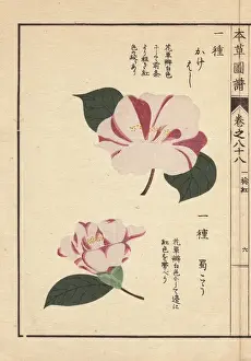 White and pink camellias, Kakehoshi and Shokukou