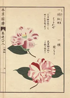 Honzo Prints: White and pink camellias, Sarukaze and Sekimori