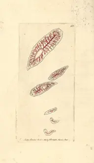 White planaria, Planaria lactea