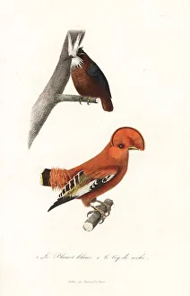 White-plumed antbird and Guianan cock-of-the-rock