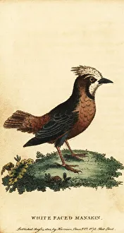 White-plumed antbird, Pithys albifrons