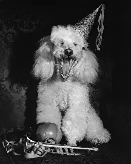 Trumpets Prints: White poodle in a party hat