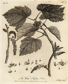 Silva Prints: White Poplar Tree, Populus alba