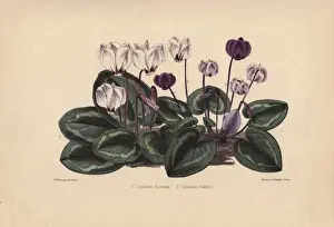 Cyclamen Prints: White and purple cyclamens Cyclamen ibericum