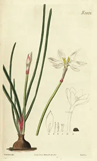 Weddell Prints: White rain lily, Zephyranthes candida