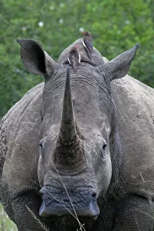 Images Dated 1st December 2011: White Rhinoceros / Square-lipped Rhino - with Oxpeckers