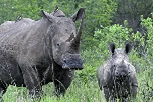 Images Dated 1st December 2011: White Rhinoceros / Square-lipped Rhino - mother