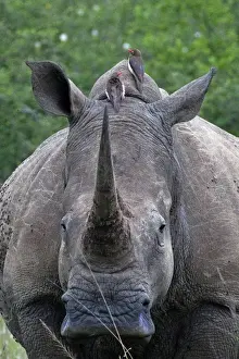 White Rhinoceros / Square-lipped Rhino - with Oxpeckers