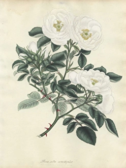 Amonographonthegenusrosa Collection: White rose, Rosa alba semi-duplex
