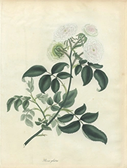 Amonographonthegenusrosa Collection: White rose, Rosa glabra