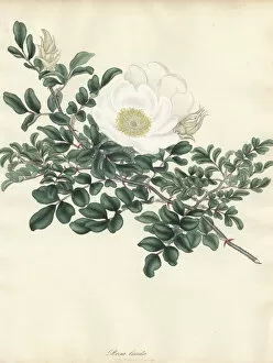 Amonographonthegenusrosa Collection: White rose, Rosa lucida