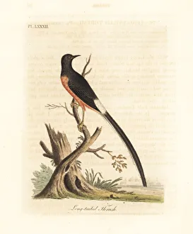Latham Collection: White-rumped shama, Copsychus malabaricus