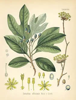 White sassafras, Sassafras albidum