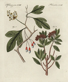 Allspice Gallery: White sassafras, Sassafras albidum, and allspice