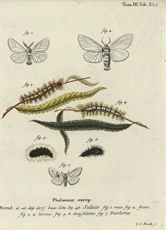 Phalaena Collection: White satin and white prominent moths