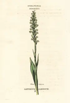 Duppa Prints: White satyrion, Pseudorchis albida