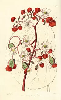 Begonia Gallery: White and scarlet begonia, Begonia albococcinea